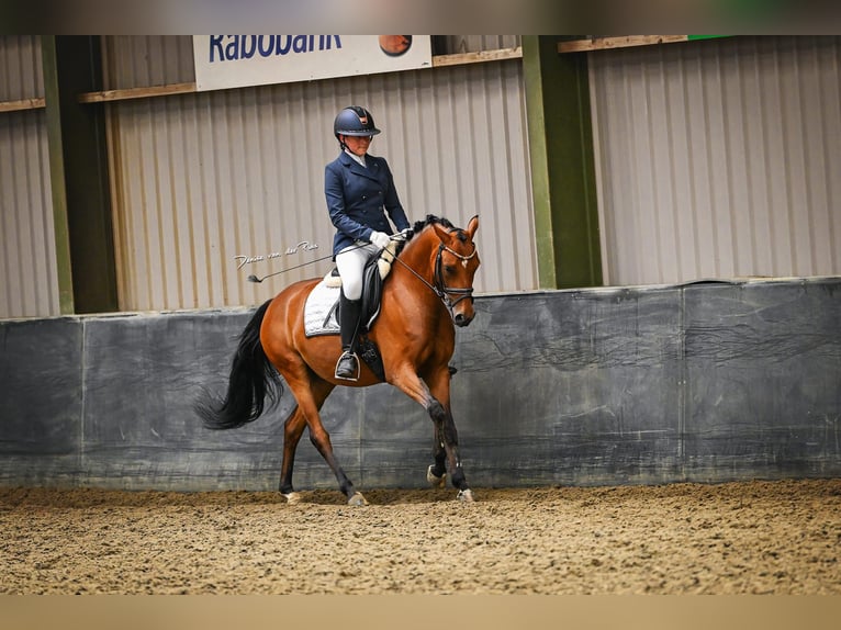 German Riding Pony Gelding 6 years 14 hh Brown in Schiedam