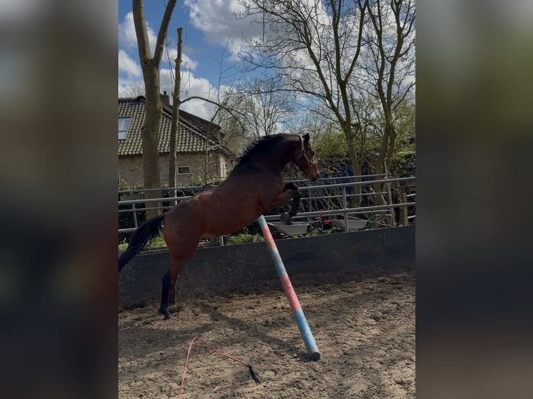 German Riding Pony Gelding 6 years 14 hh Brown in Schiedam
