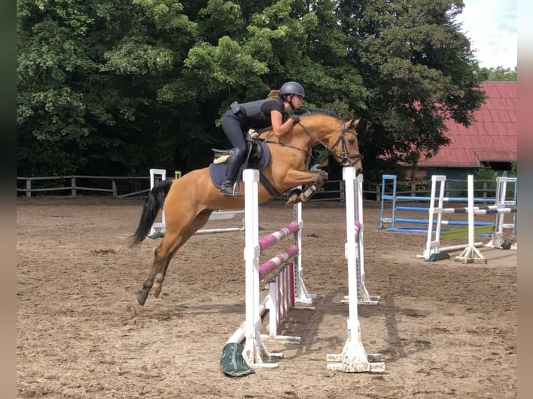 German Riding Pony Gelding 6 years 14 hh Buckskin in Lensahn