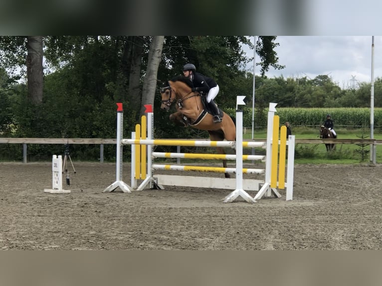 German Riding Pony Gelding 6 years 14 hh Buckskin in Lensahn