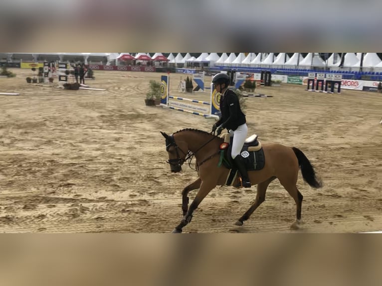 German Riding Pony Gelding 6 years 14 hh Buckskin in Lensahn