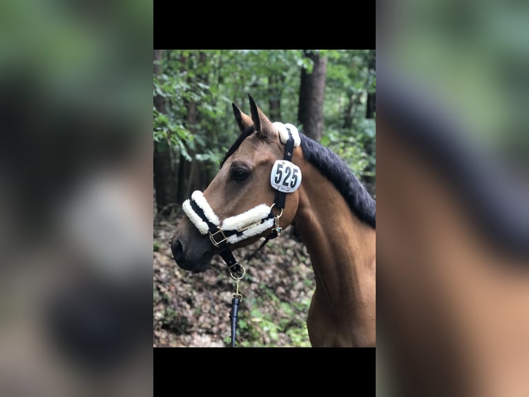 German Riding Pony Gelding 6 years 14 hh Buckskin in Lensahn