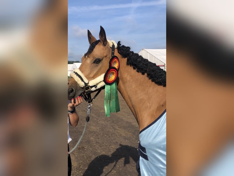 German Riding Pony Gelding 6 years 14 hh Buckskin in Lensahn