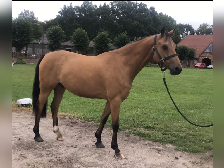 German Riding Pony Gelding 6 years 14 hh Buckskin in Lensahn