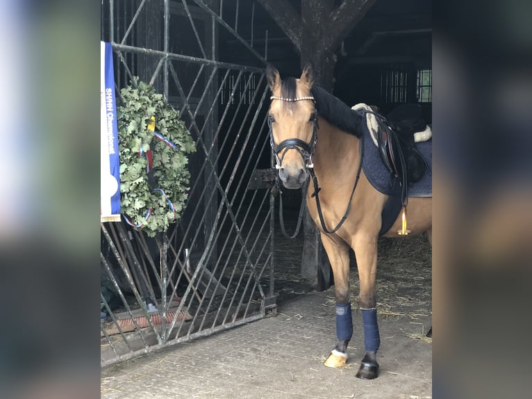 German Riding Pony Gelding 6 years 14 hh Buckskin in Lensahn