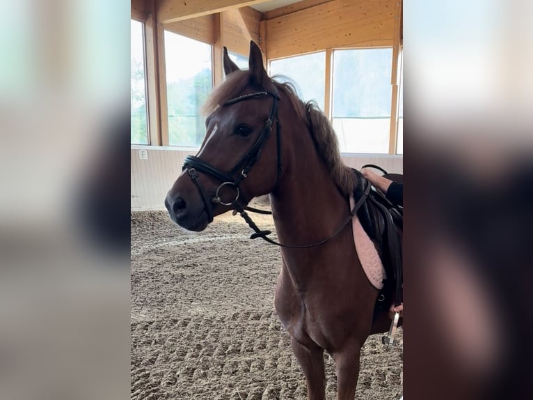 German Riding Pony Gelding 6 years 14 hh Chestnut-Red in Brixen