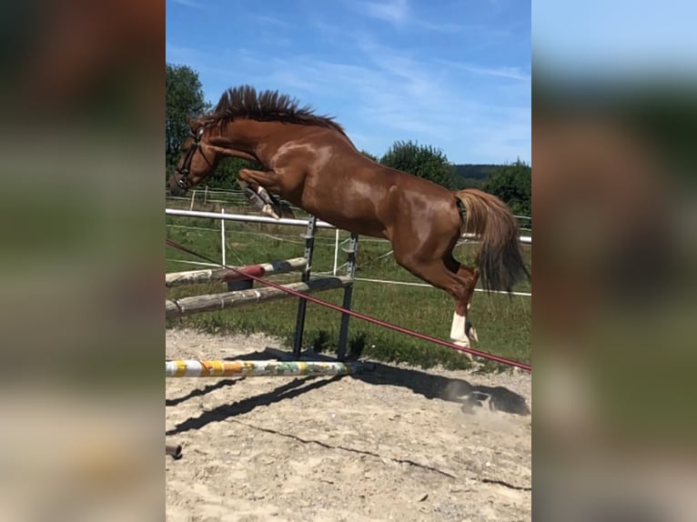 German Riding Pony Gelding 6 years 14 hh Chestnut-Red in Brixen