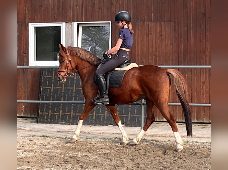 German Riding Pony Gelding 6 years 14 hh Chestnut-Red in Brixen