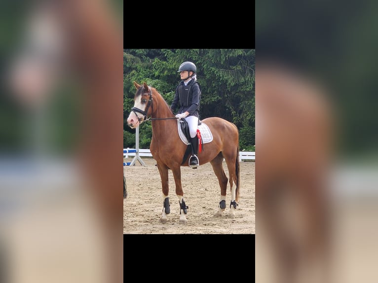 German Riding Pony Gelding 6 years 14 hh Chestnut in Reiskirchen