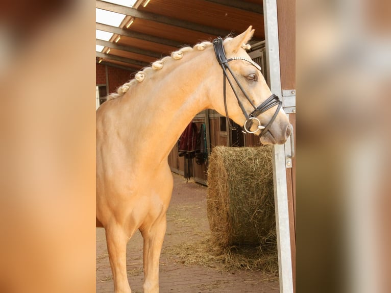 German Riding Pony Gelding 6 years 14 hh Palomino in Kevelaer