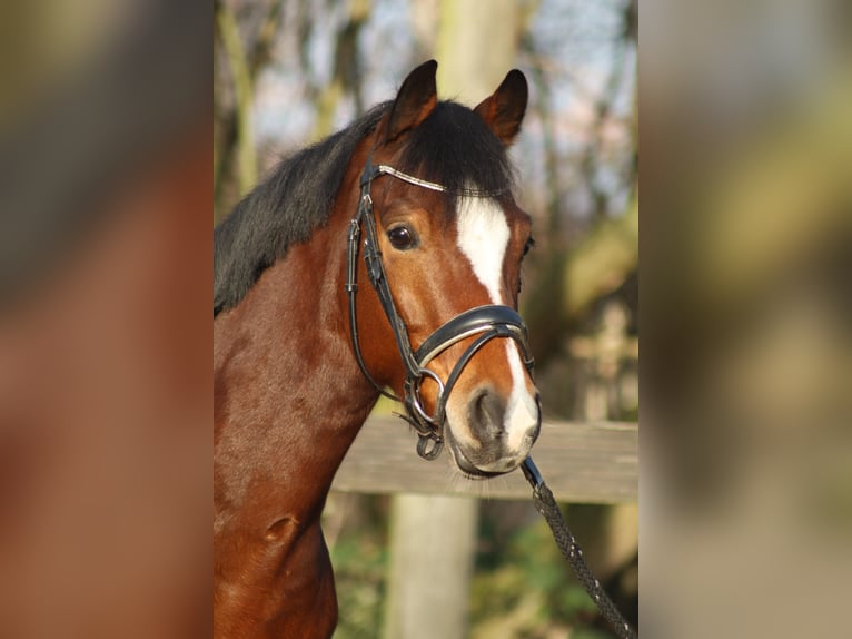 German Riding Pony Gelding 6 years 14,1 hh Bay-Dark in Dortmund