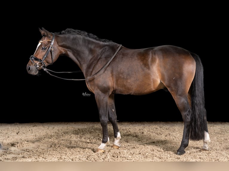 German Riding Pony Gelding 6 years 14,1 hh Bay-Dark in Herrenberg