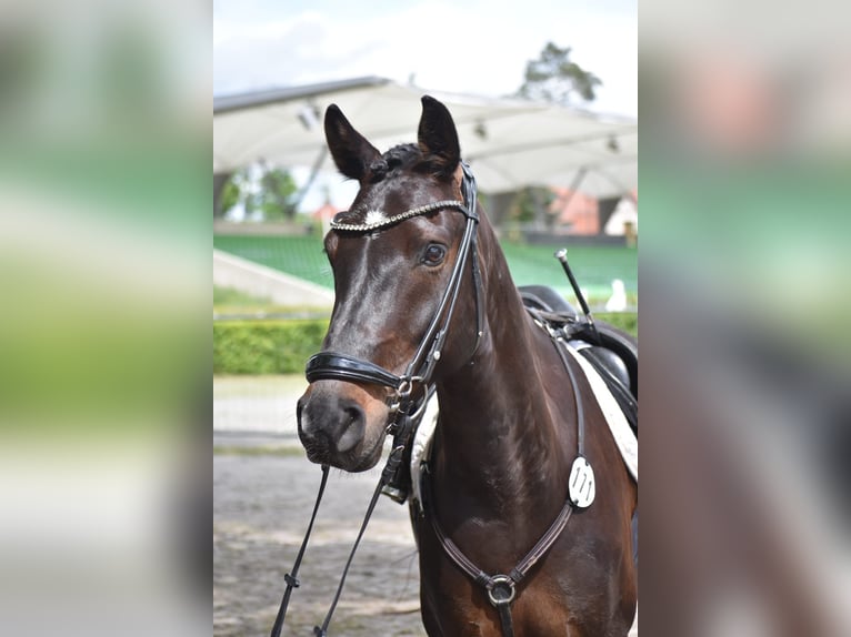 German Riding Pony Gelding 6 years 14,1 hh Bay-Dark in Lengenfeld