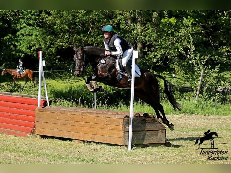 German Riding Pony Gelding 6 years 14,1 hh Bay-Dark in Lengenfeld