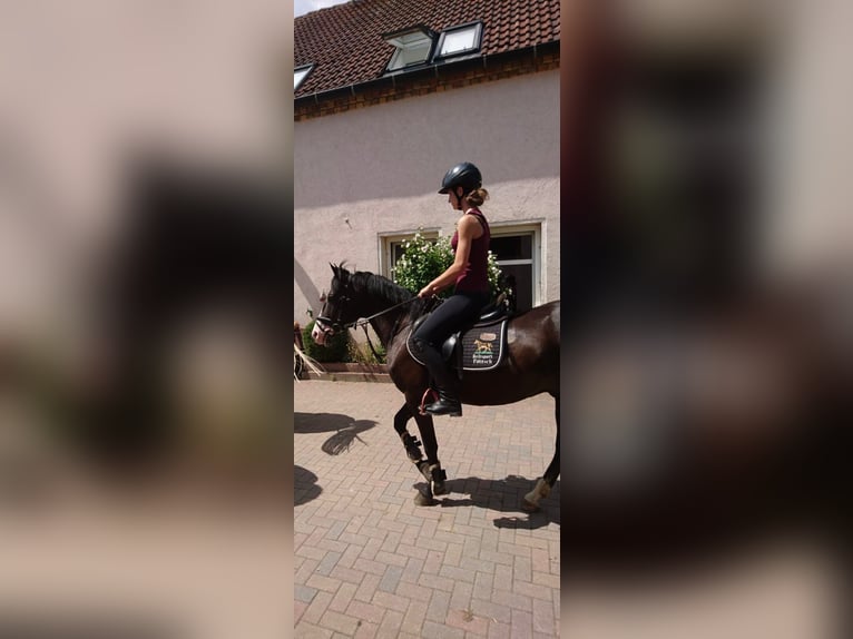 German Riding Pony Gelding 6 years 14,1 hh Bay-Dark in Bad Schmiedeberg