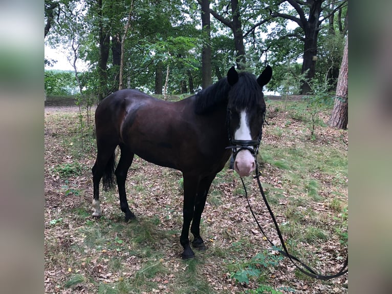 German Riding Pony Gelding 6 years 14,1 hh Bay-Dark in Bad Schmiedeberg