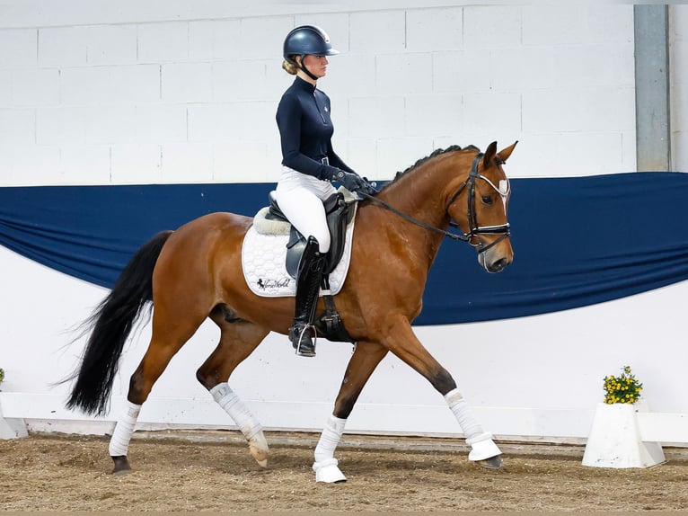 German Riding Pony Gelding 6 years 14,1 hh Brown in Marsberg