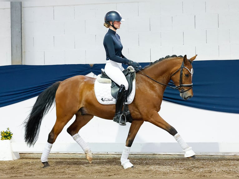 German Riding Pony Gelding 6 years 14,1 hh Brown in Marsberg