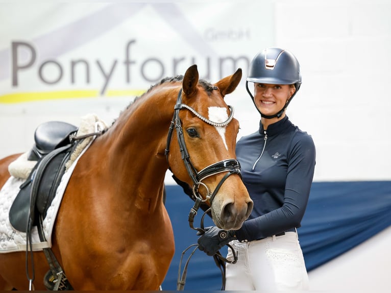 German Riding Pony Gelding 6 years 14,1 hh Brown in Marsberg