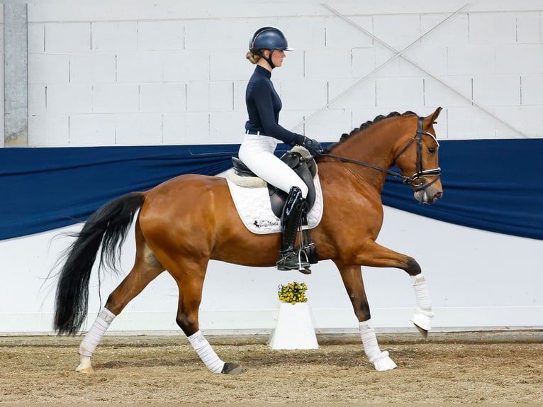 German Riding Pony Gelding 6 years 14,1 hh Brown in Marsberg