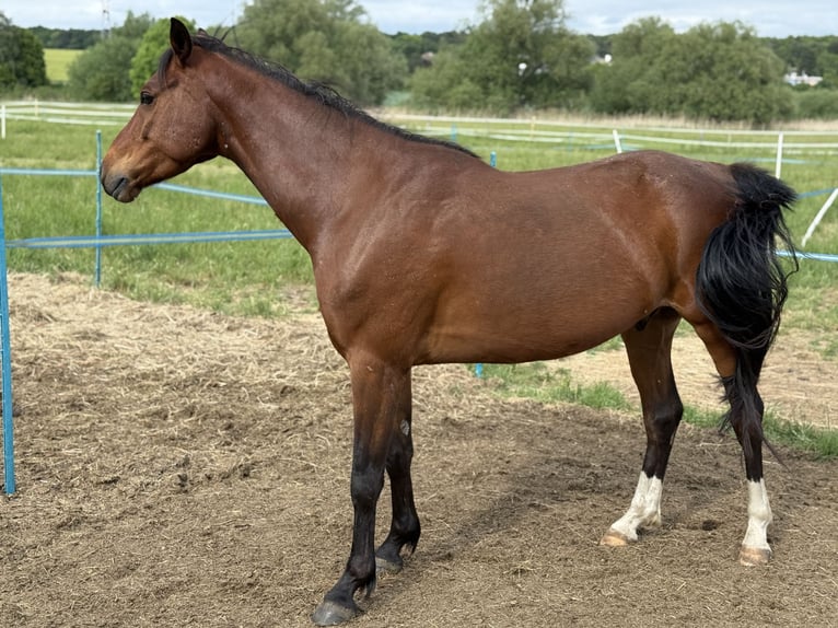 German Riding Pony Gelding 6 years 14,1 hh Brown in Denkte