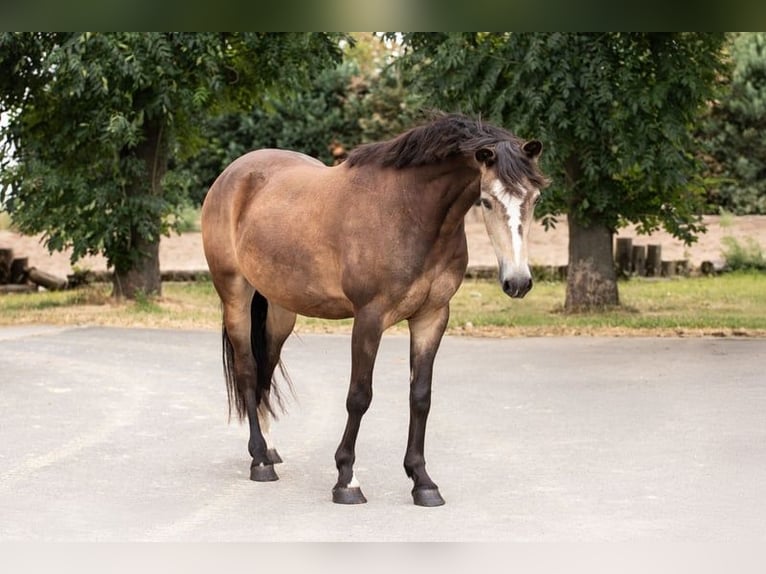 German Riding Pony Gelding 6 years 14,1 hh Buckskin in Versmold
