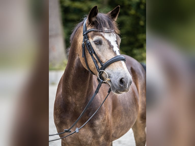 German Riding Pony Gelding 6 years 14,1 hh Buckskin in Versmold