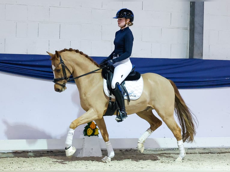 German Riding Pony Gelding 6 years 14,1 hh Chestnut in Marsberg