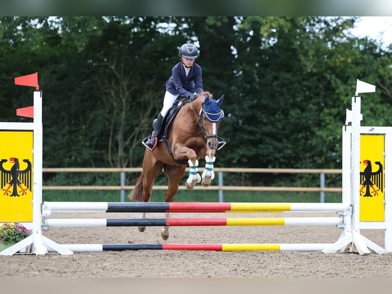 German Riding Pony Gelding 6 years 14,1 hh Chestnut in Ahrensburg