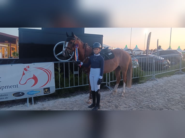 German Riding Pony Gelding 6 years 14,1 hh Chestnut-Red in Heldrungen