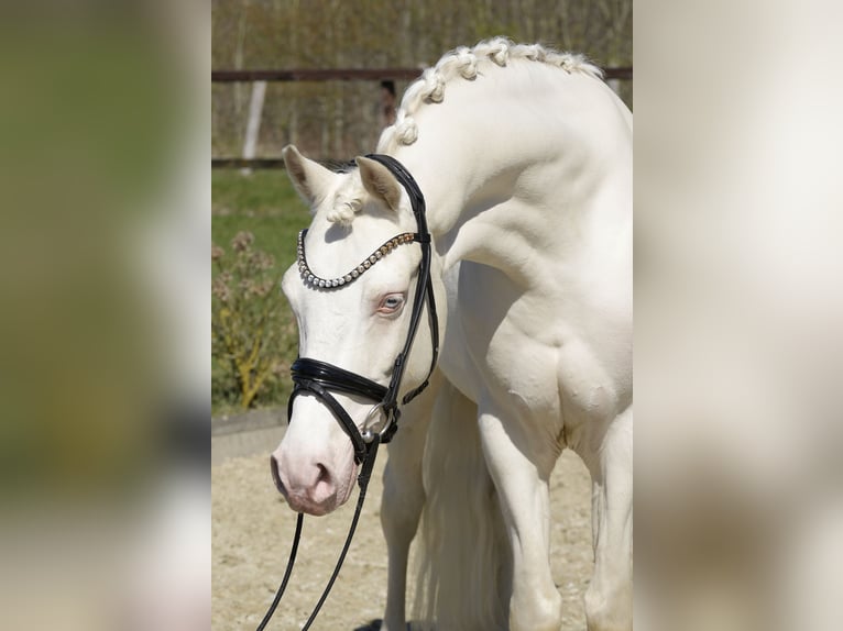 German Riding Pony Gelding 6 years 14,1 hh Cremello in Sassenberg