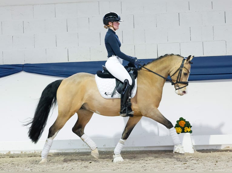 German Riding Pony Gelding 6 years 14,1 hh Dun in Marsberg