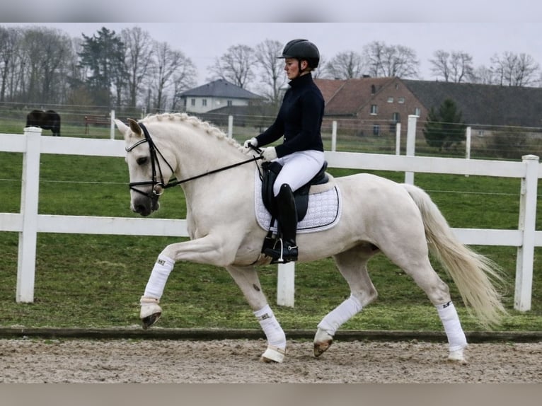 German Riding Pony Gelding 6 years 14,1 hh Palomino in Recke, bei Osnabrück