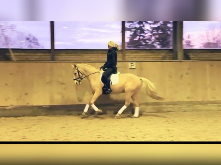 German Riding Pony Gelding 6 years 14,1 hh Palomino in Werder