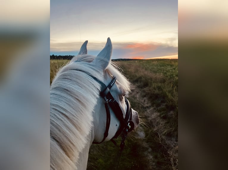 German Riding Pony Gelding 6 years 14,1 hh Perlino in Kirch Rosin