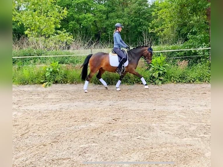German Riding Pony Gelding 6 years 14,2 hh Bay-Dark in Lingen