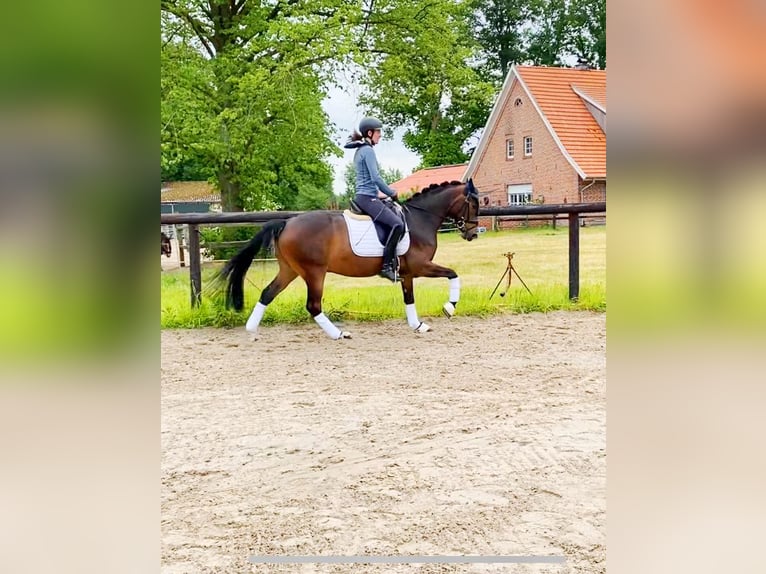 German Riding Pony Gelding 6 years 14,2 hh Bay-Dark in Lingen