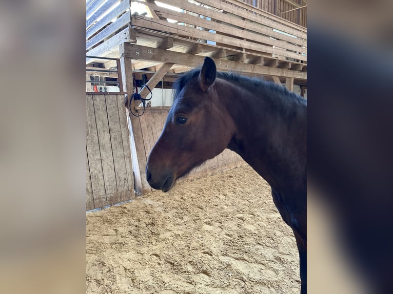 German Riding Pony Gelding 6 years 14,2 hh Bay-Dark in Dingolfing