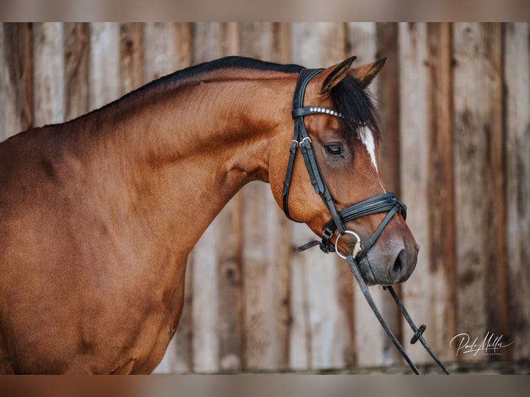 German Riding Pony Gelding 6 years 14,2 hh Brown in Rinchnach