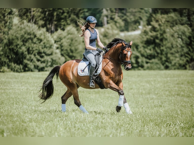 German Riding Pony Gelding 6 years 14,2 hh Brown in Rinchnach