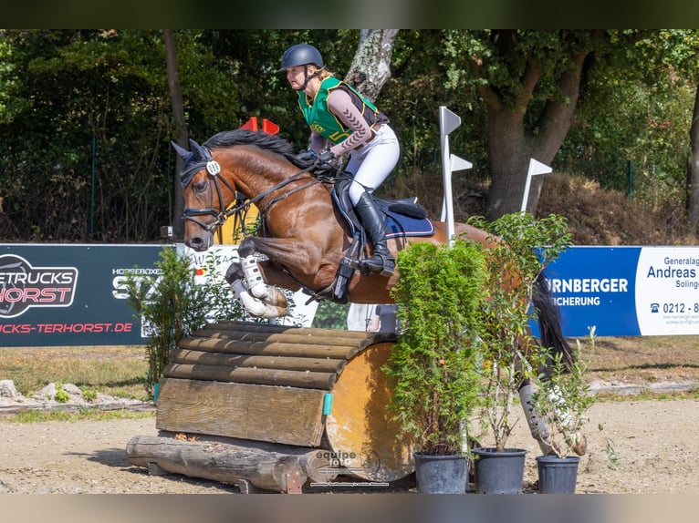 German Riding Pony Gelding 6 years 14,2 hh Brown in K&#xF6;ln