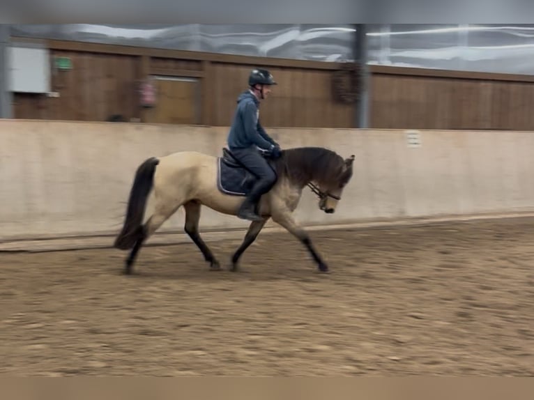 German Riding Pony Gelding 6 years 14,2 hh Buckskin in Leipzig
