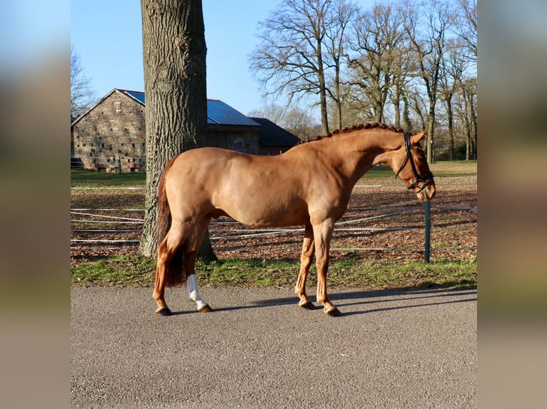 German Riding Pony Gelding 6 years 14,2 hh Chestnut-Red in Recke, bei Osnabrück