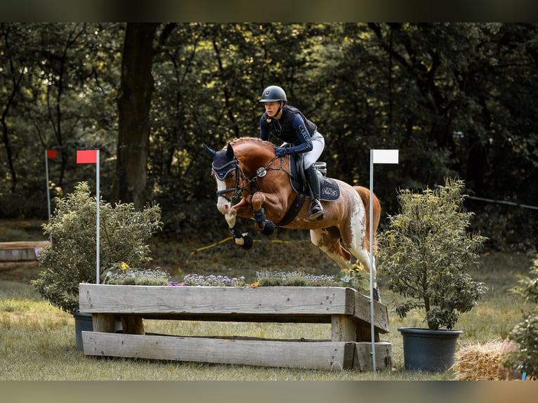 German Riding Pony Gelding 6 years 14,2 hh Chestnut-Red in T&#xF6;nisvorst