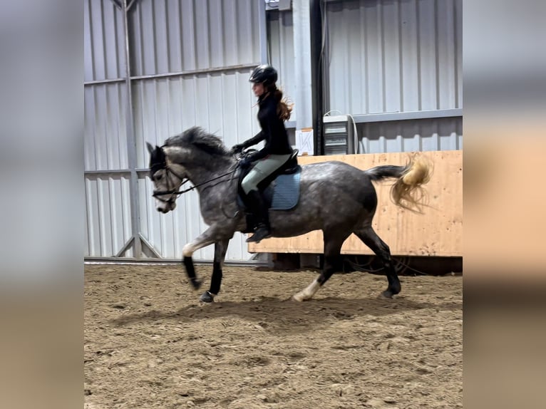 German Riding Pony Gelding 6 years 14,3 hh Grey-Dapple in Stade