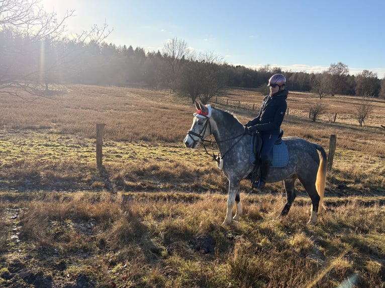 German Riding Pony Gelding 6 years 14,3 hh Grey-Dapple in Stade