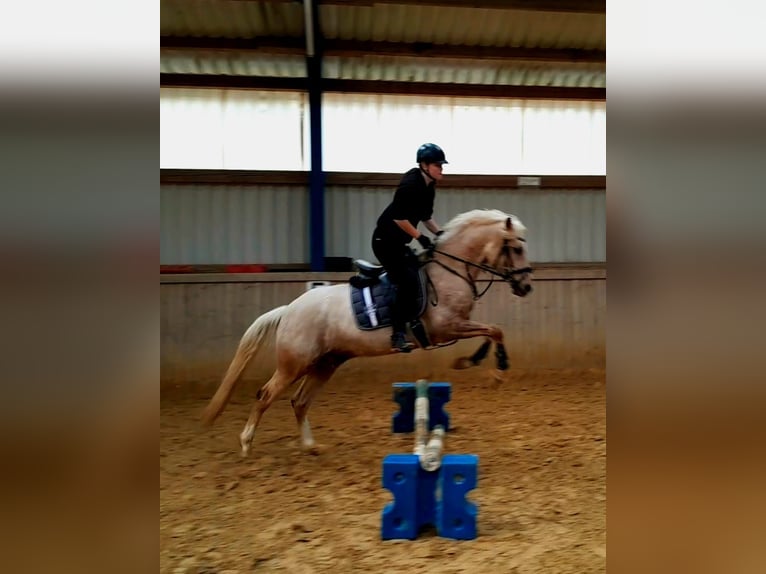 German Riding Pony Gelding 6 years 14,3 hh Palomino in Kreuztal