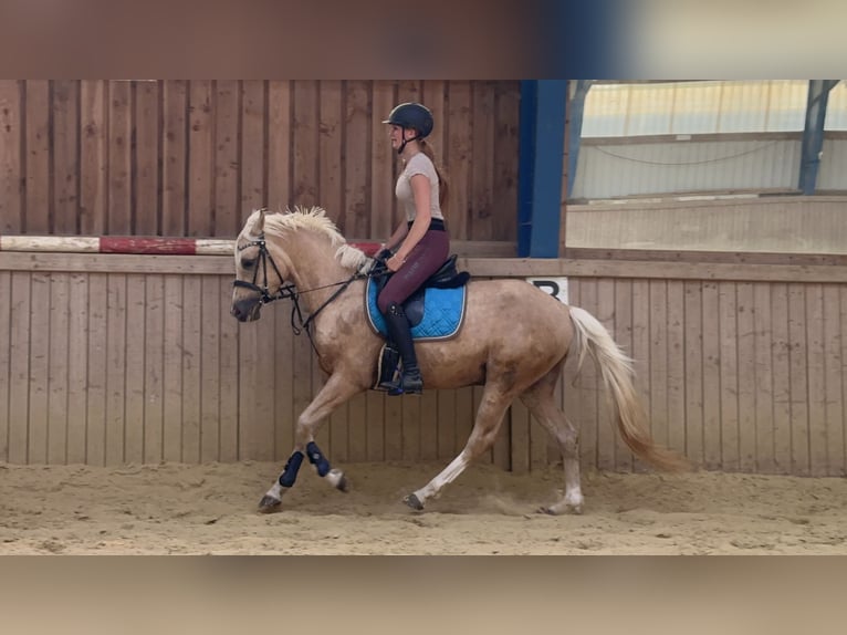 German Riding Pony Gelding 6 years 14,3 hh Palomino in Kreuztal