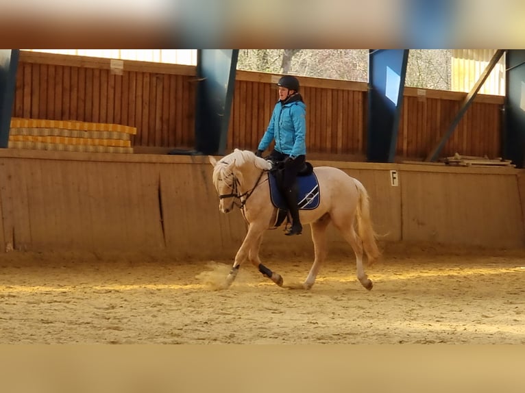German Riding Pony Gelding 6 years 14,3 hh Palomino in Kreuztal