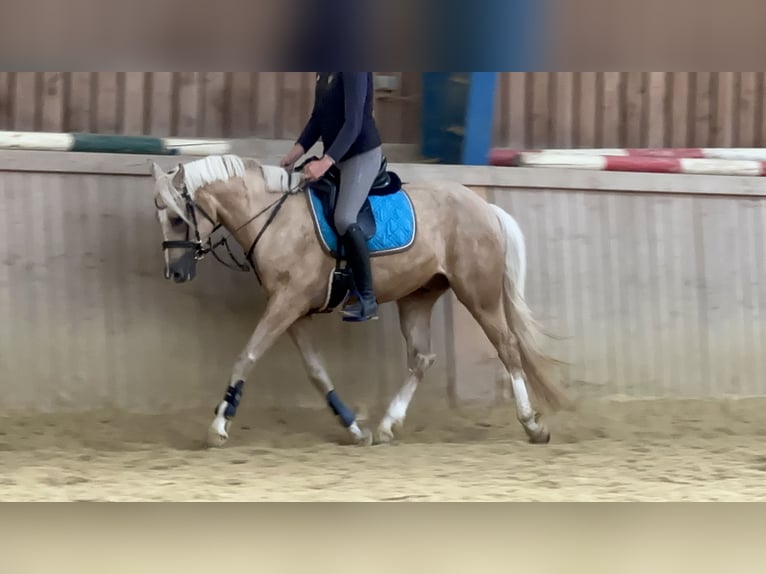 German Riding Pony Gelding 6 years 14,3 hh Palomino in Kreuztal